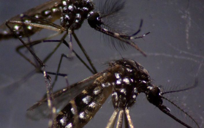 Gays Prepare to Release 750 Million Genetically Engineered Homosexual Mosquitoes on Florida